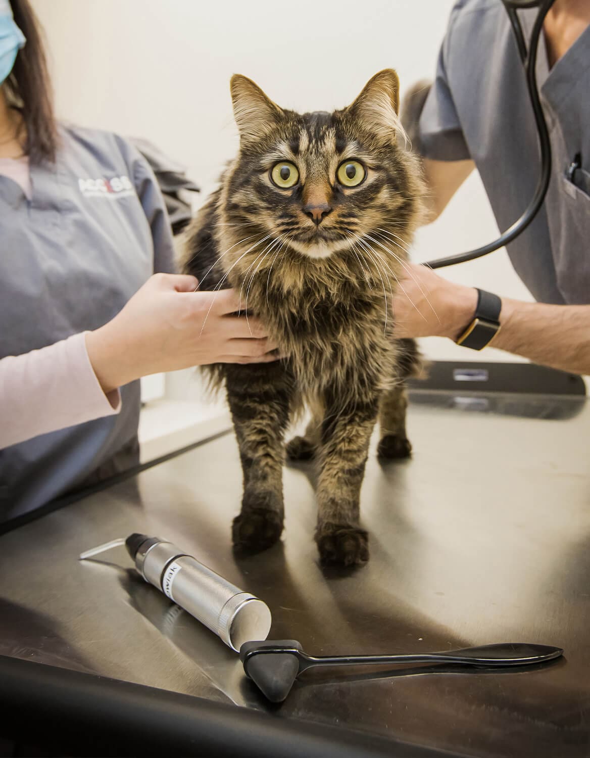 Striped Brown Cat Standing On Vet Exam Table