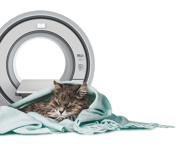Blanket Cat Tech Blanket Cat Tech