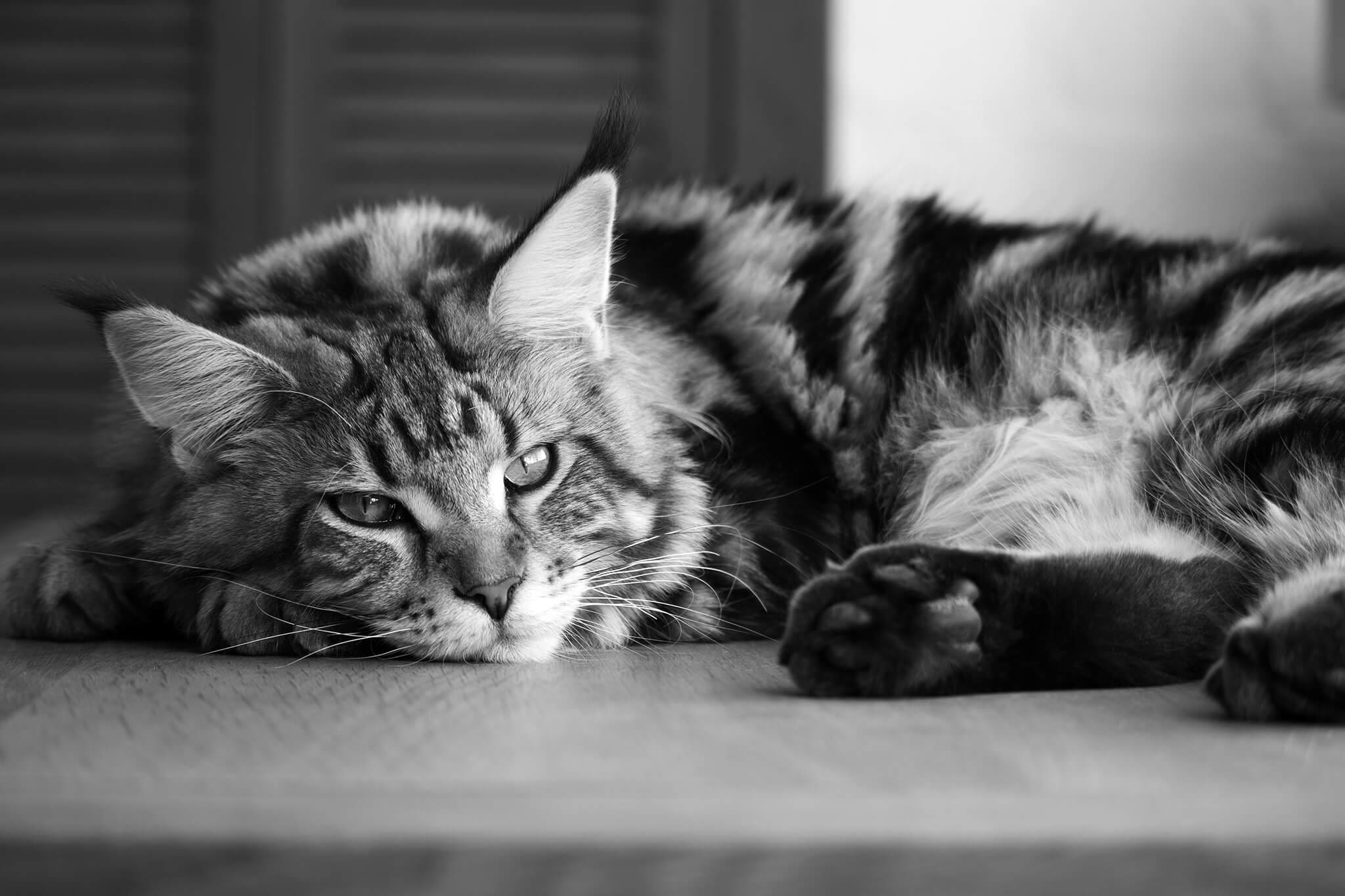 Maine Coon Cat Laying Down Maine Coon Cat Laying Down