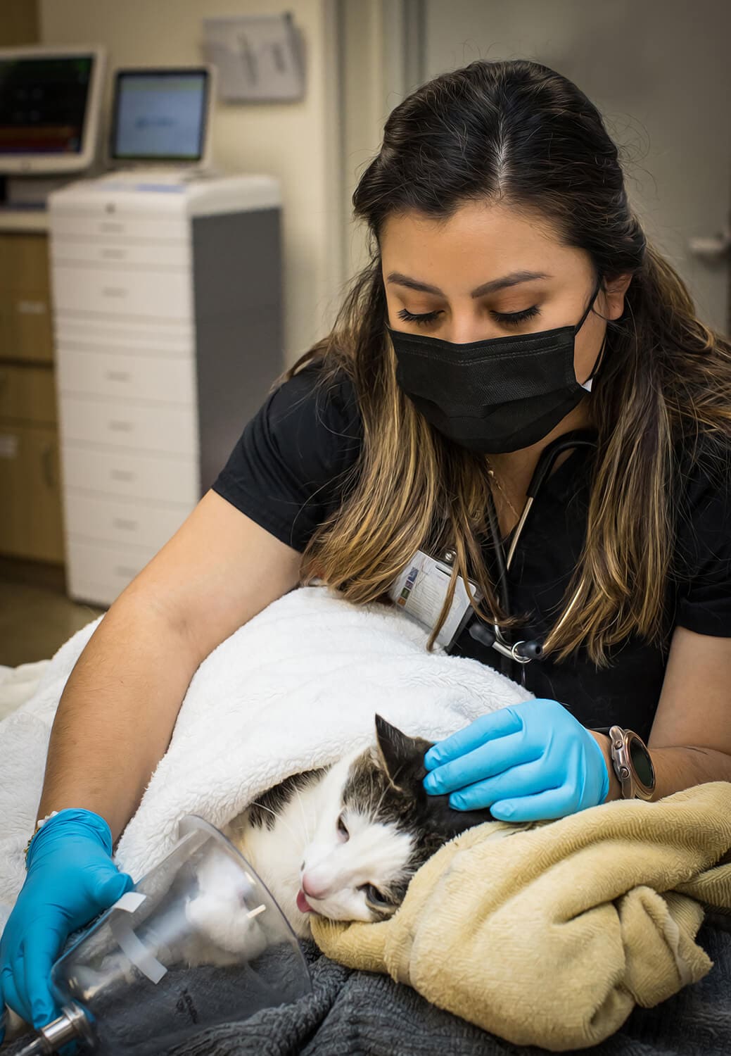 Vet And Cat With Oxygen Mask Vet And Cat With Oxygen Mask