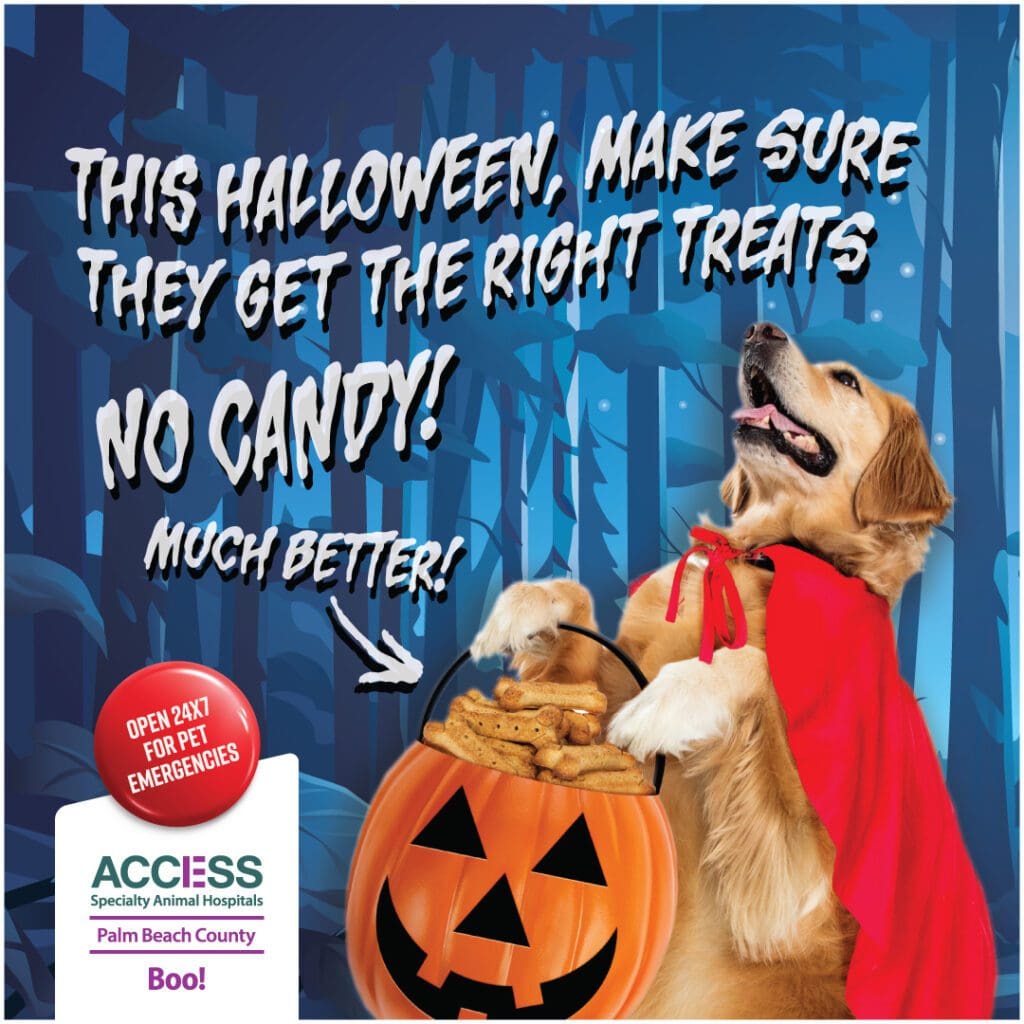 Access Palm Beach County Halloween 24 V1