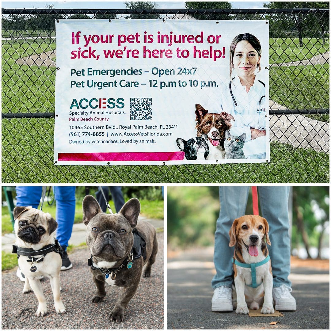 Access Veterinarians Dog Walking