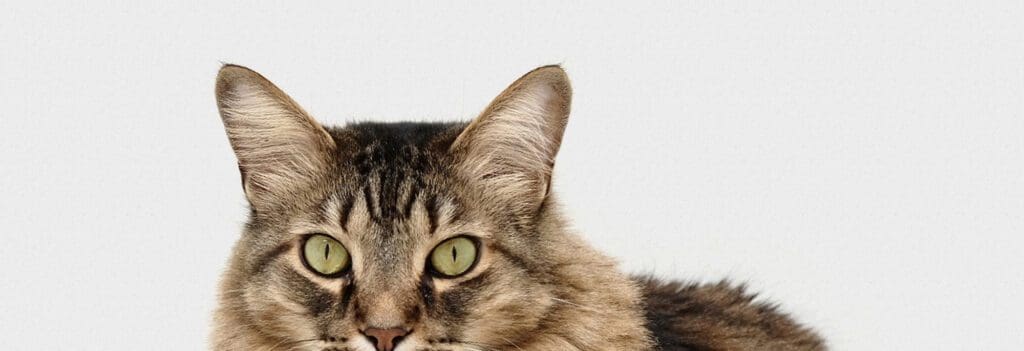 Cat I131