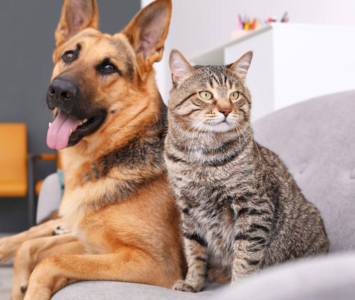 Cat And Dog On Couch