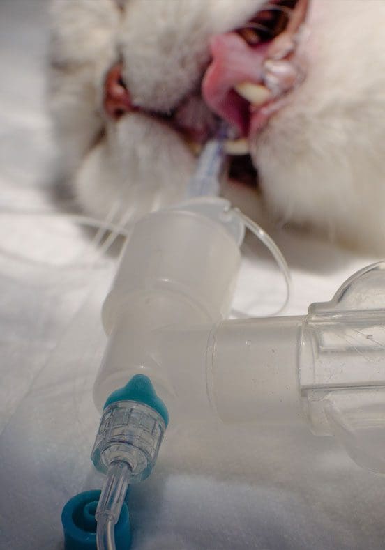 Cat Under Anesthesia Cat Under Anesthesia With Tube