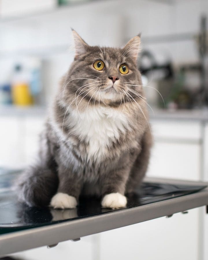 Cat Wide Eyed Sitting On Table