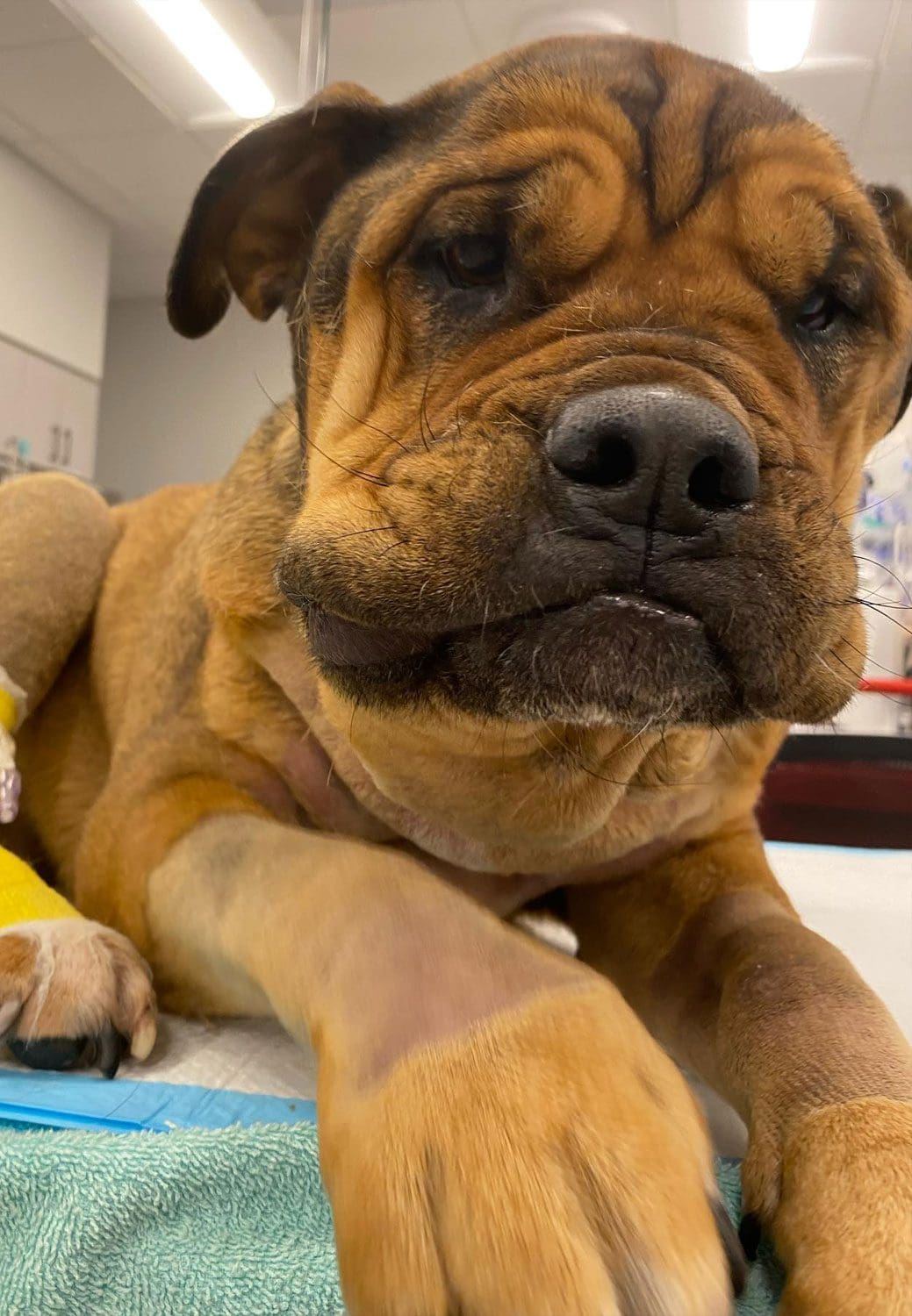 Cute Pup With Yellow Cast