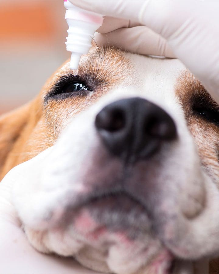 Dog Eye Drops Dog Getting Eye Drops