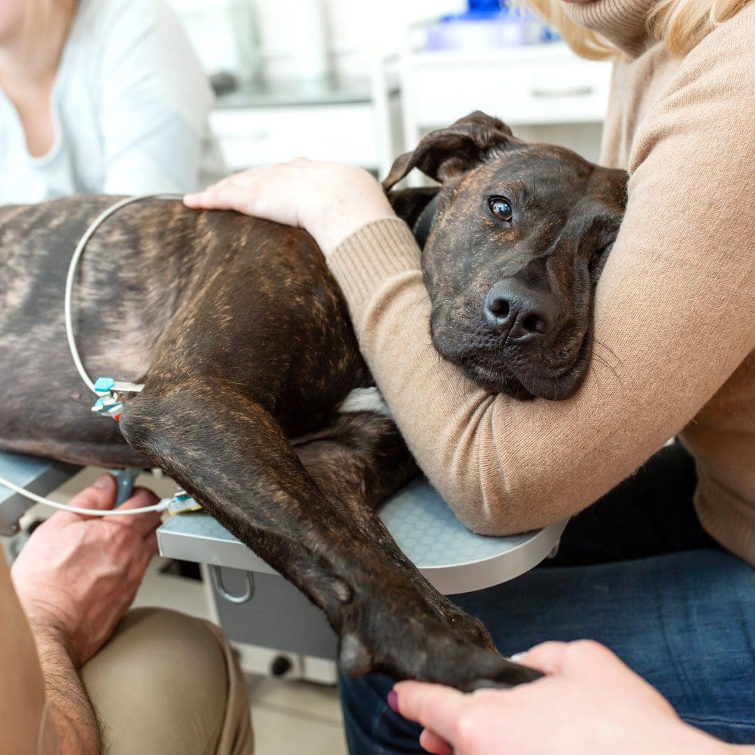 Dog Getting An Ultrasound