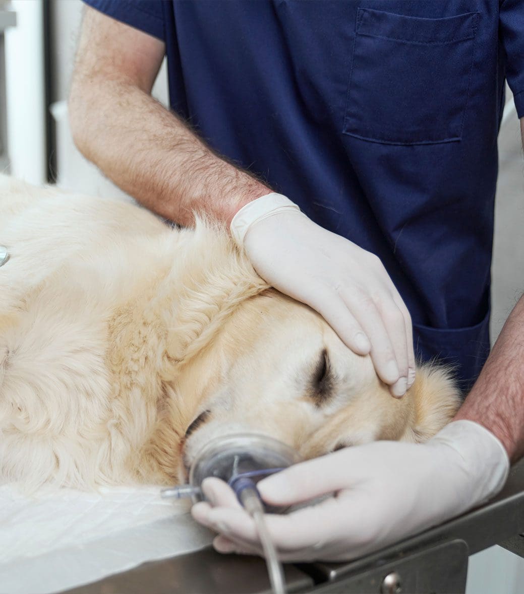 White Dog Put During Surgery
