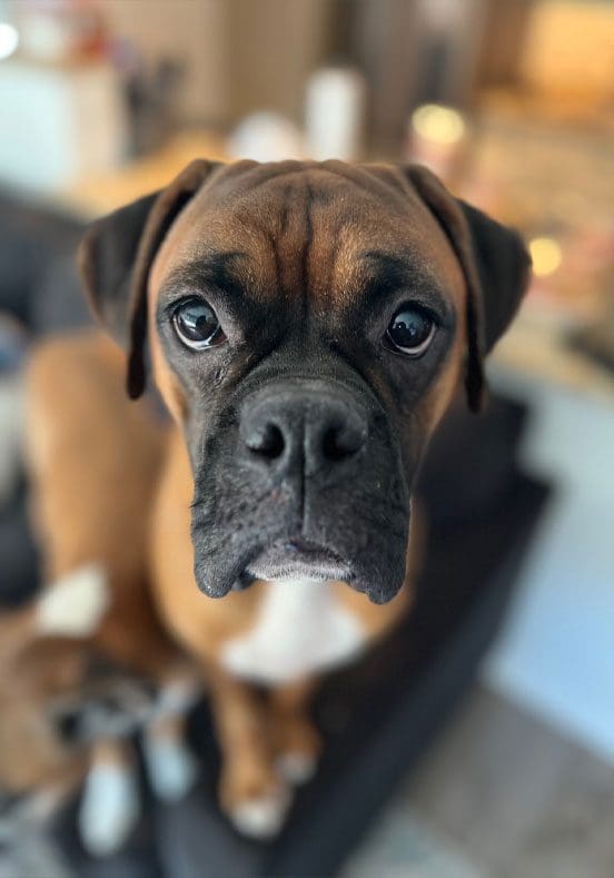 Sad Dog Staring At Camera