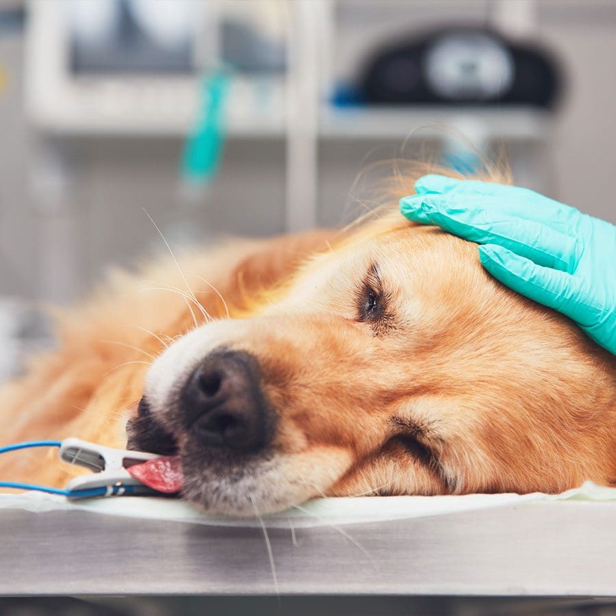 Dog Under Anesthesia Dog Under Anesthesia In Surgery