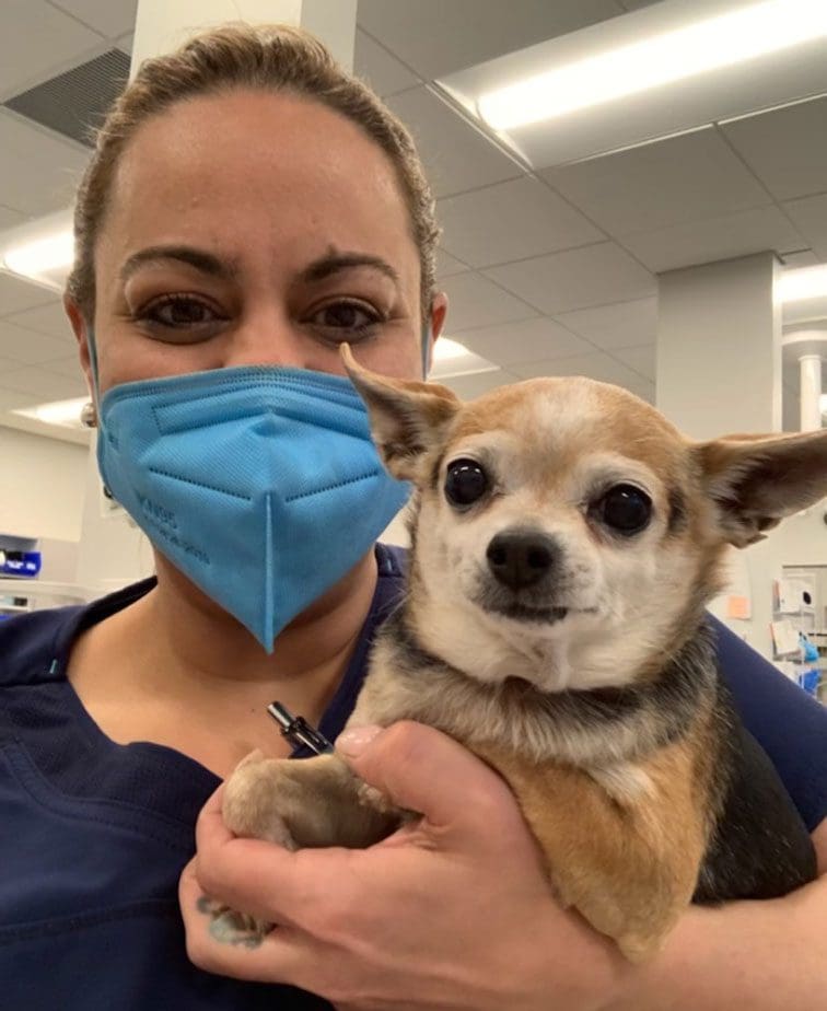 Female Vet Assistant Holding Dog In Arms