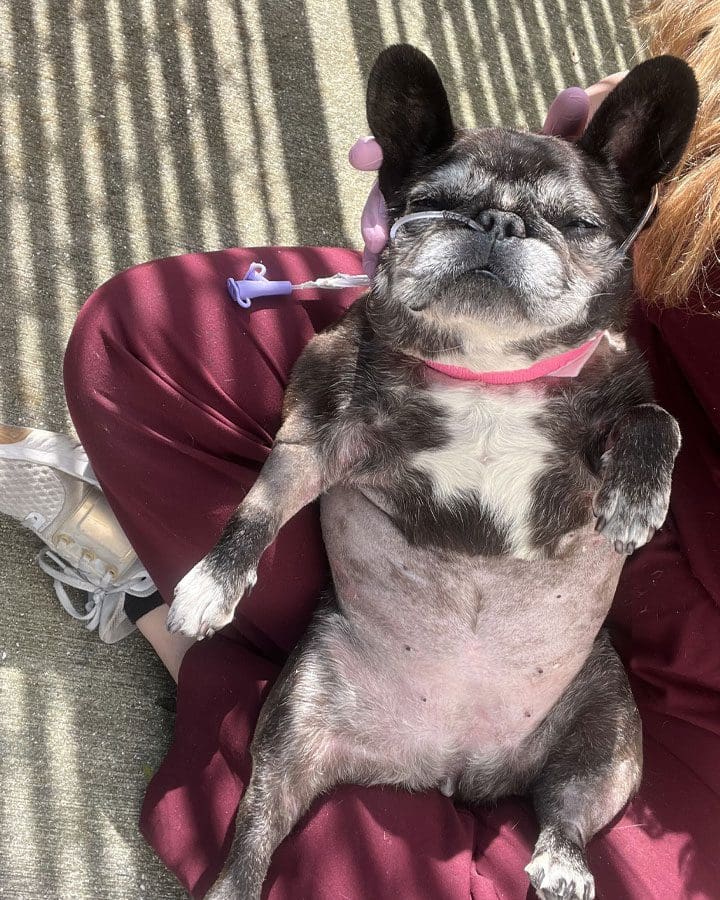 French Bulldog In Critical Care