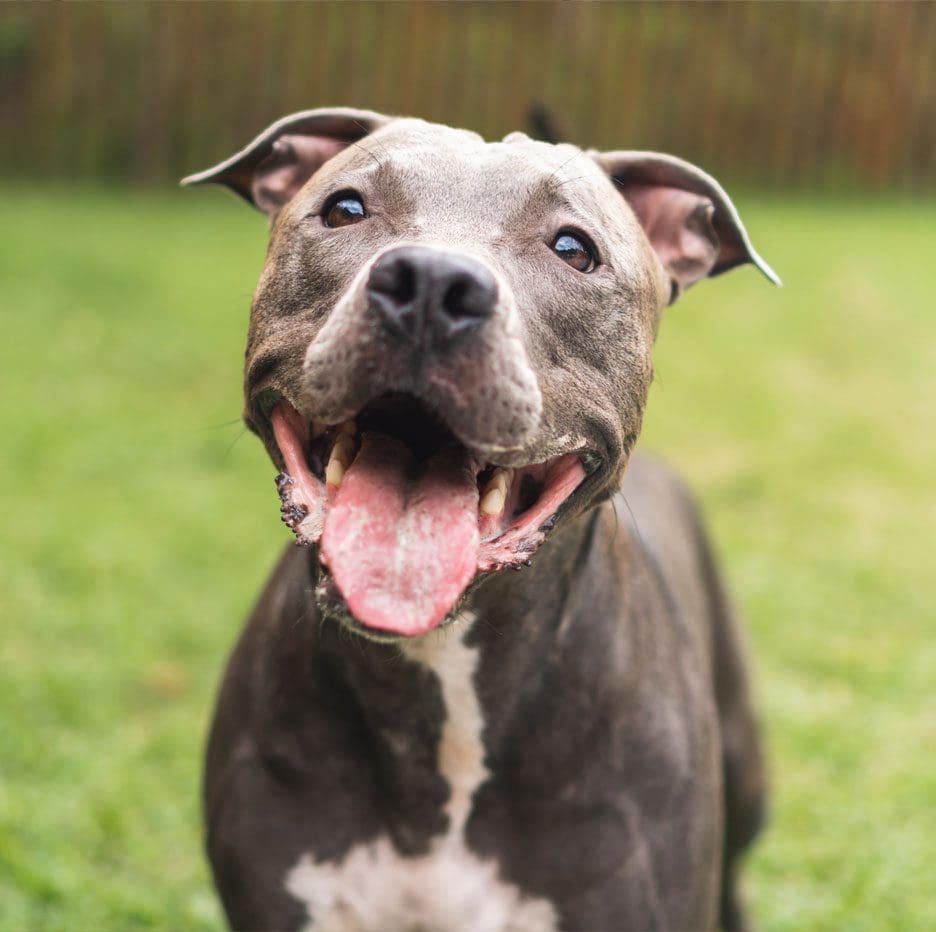 Happy Pitbull Happy Pitbull Smiling