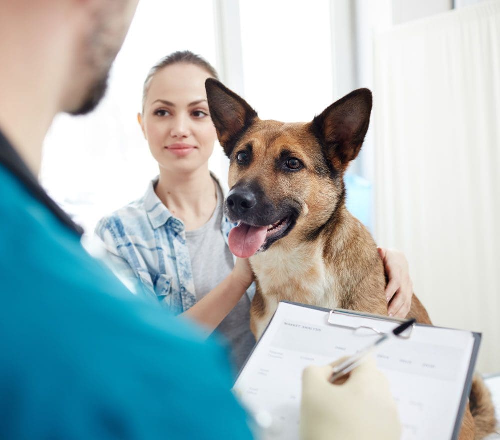 Owner With Dog Talking To Vet