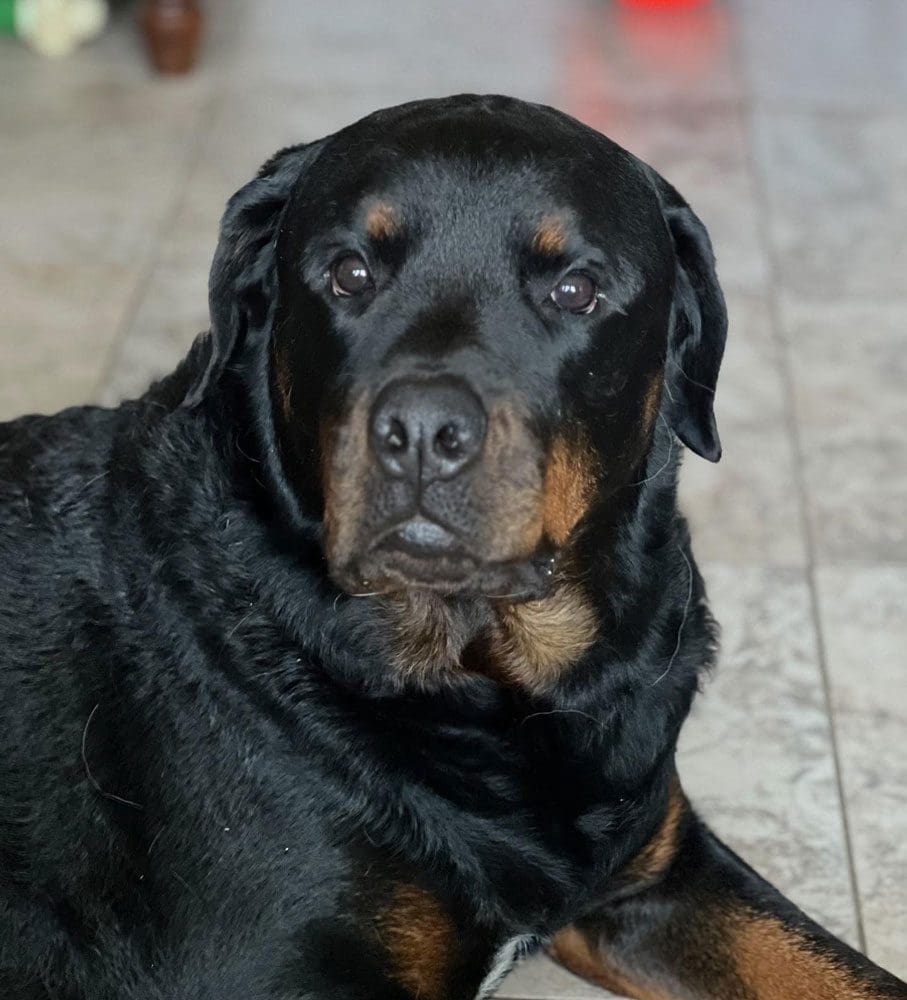 Rottweiler Dog Lying On Tile