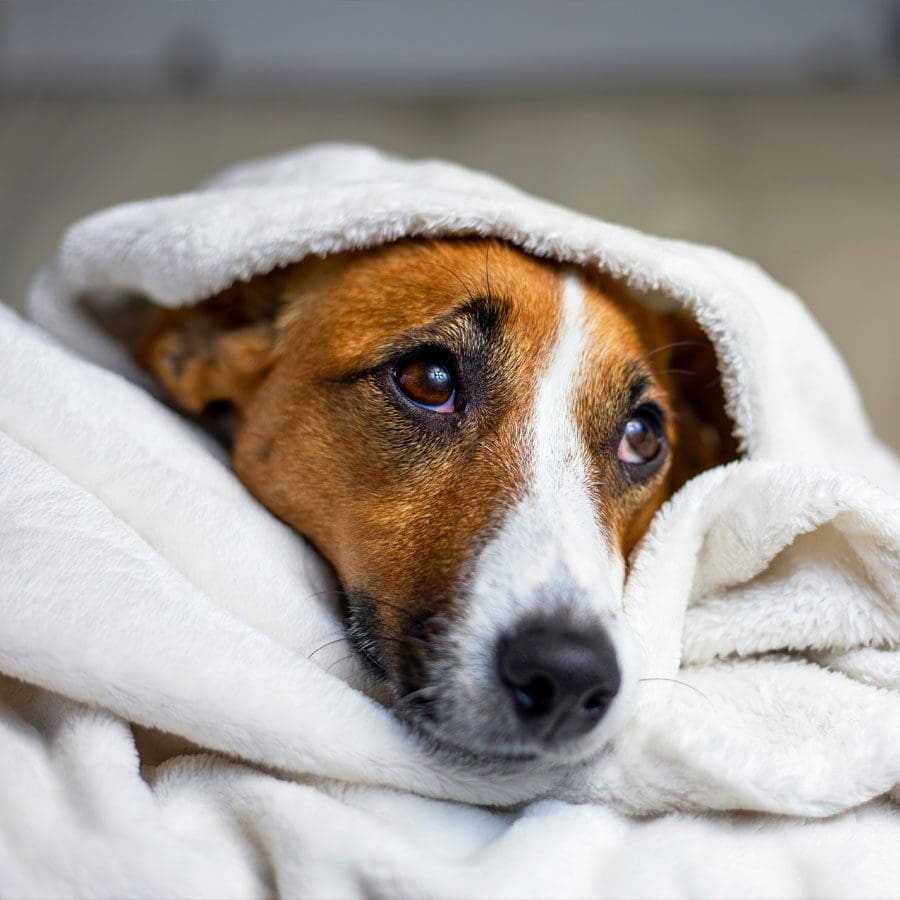 Sad Dog In White Blanket