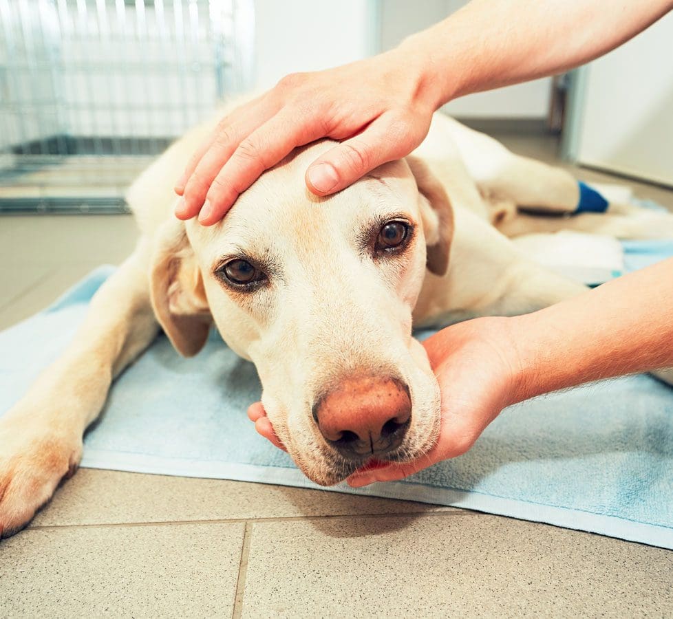 Sad Sick Lab