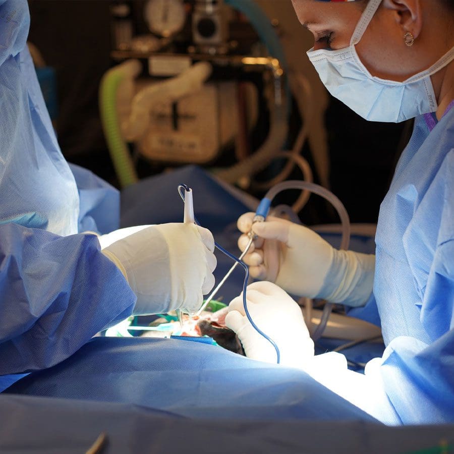Two Vets Performing Surgery