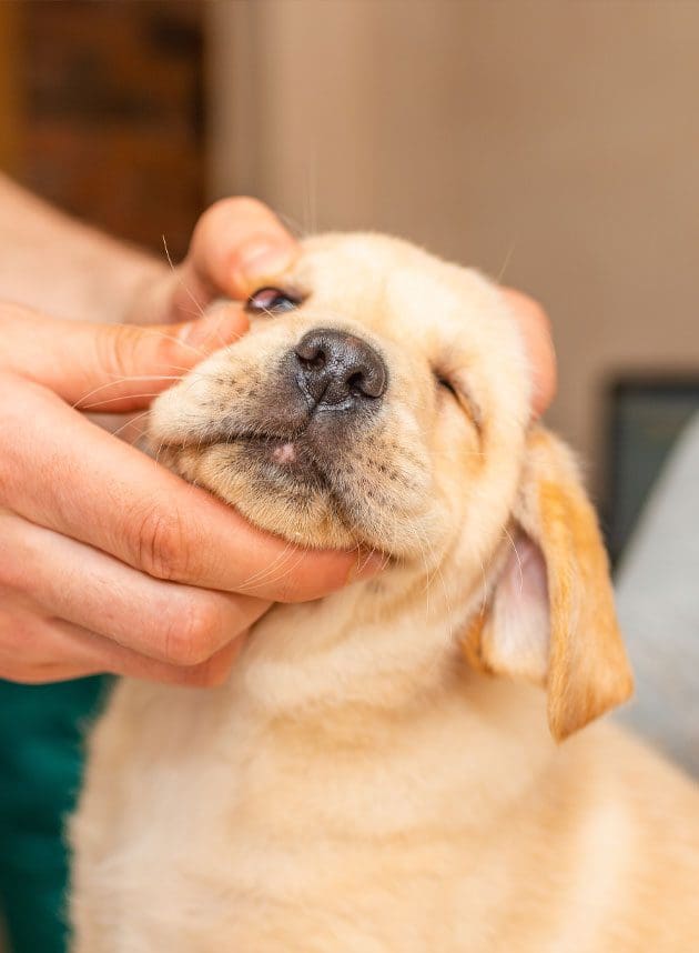 Vet Checking Pups Eye Vet Checking Dogs Eye
