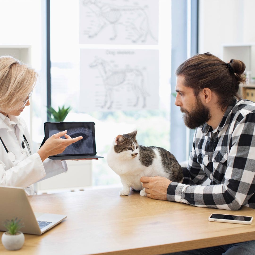 Vet Showing Man Cats X Ray