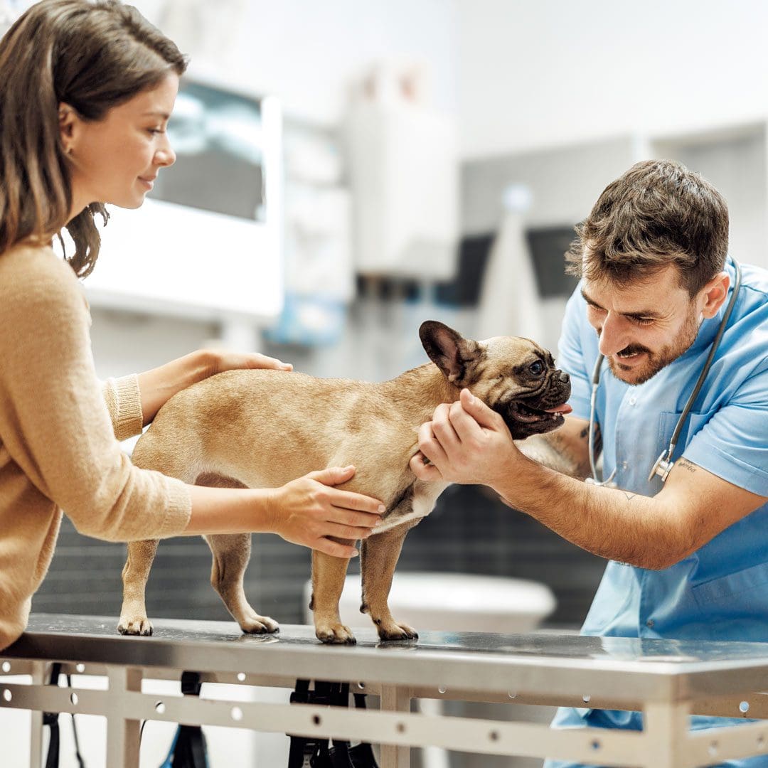 Veterinarian Examining Dog