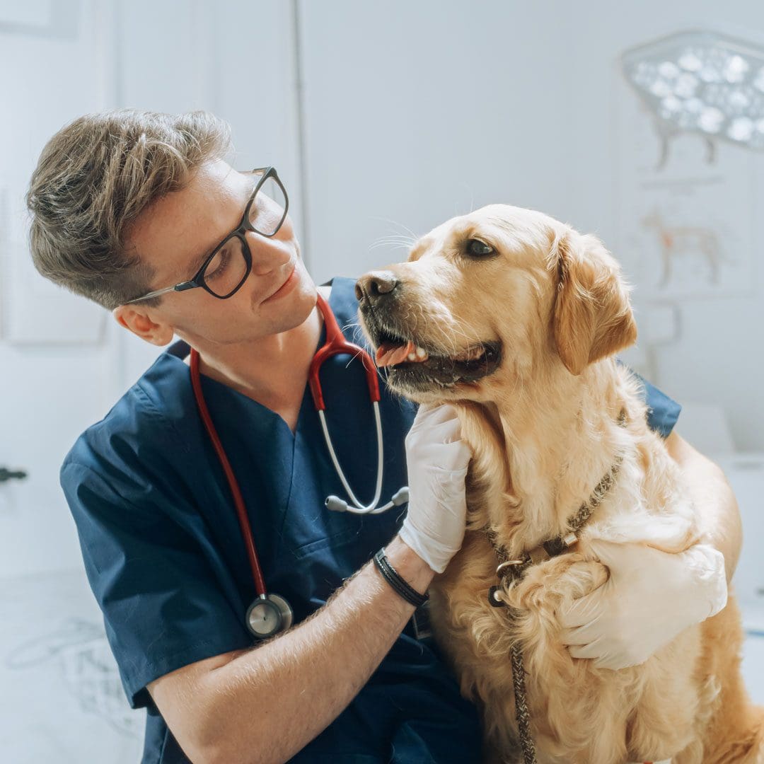 Young Man Veterinarian Petting Golden Retriever