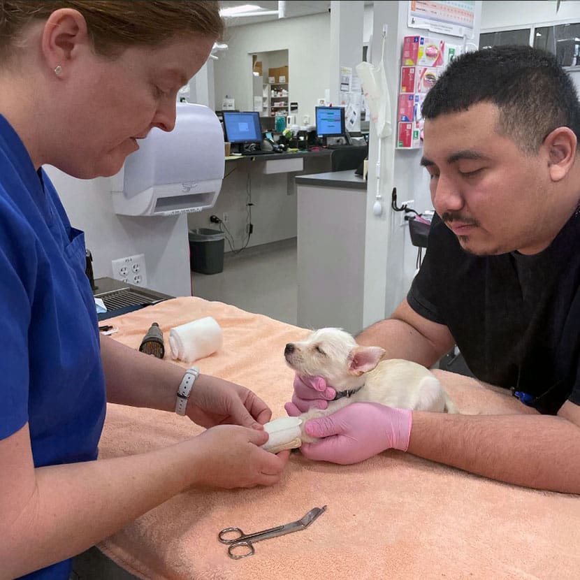 veterinarians putting a cast on a puppy's leg