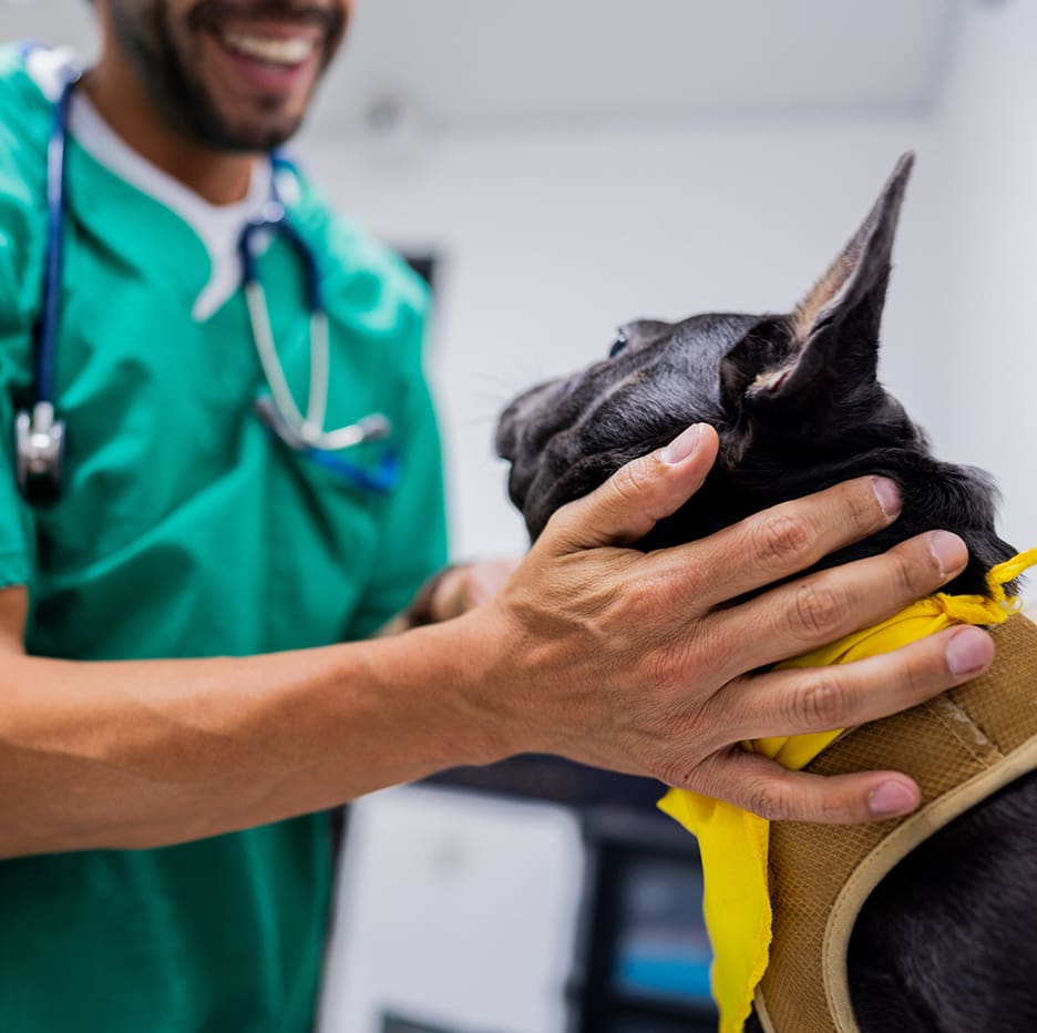 Veterinarian French Bulldog Veterinarian French Bulldog