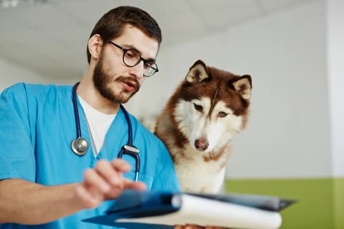veterinarian-examining-diagnostic-imaging-with-husky-dog-over-his-shoulder