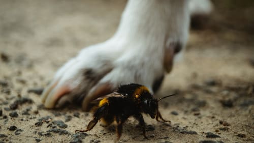 close-up-of-a-bee-crawling-near-dog's-paw