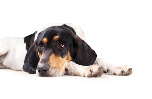 large-sleepy-dog-with-head-on-paws
