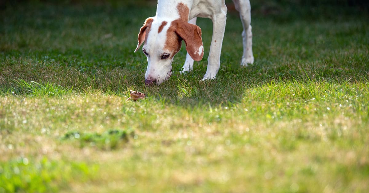 dog sniffing a toad in the back yard
