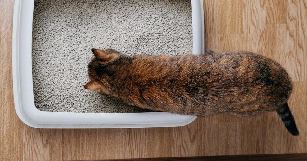 calico cat walking into its litter box