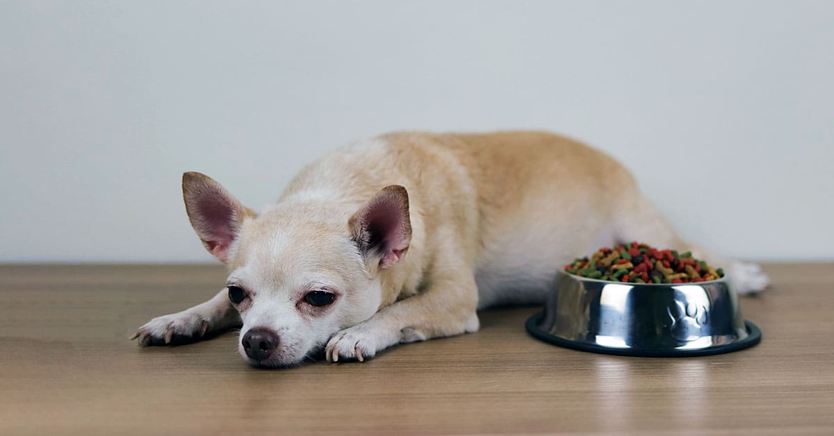 small dog laying beside a food bowl