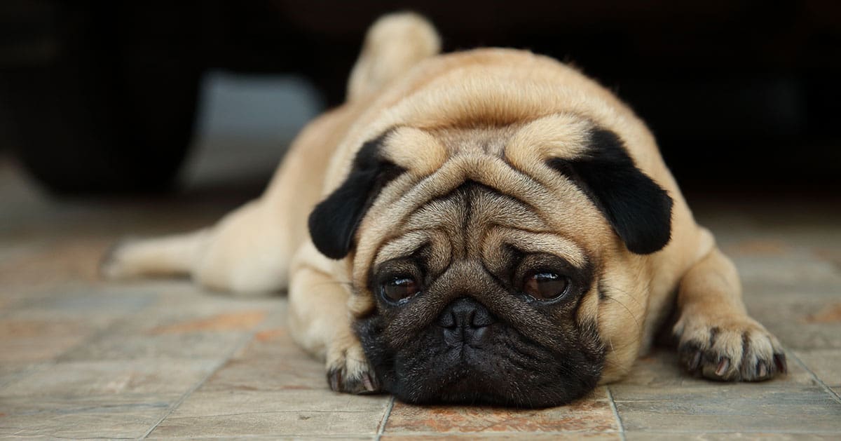sick pug laying on the ground