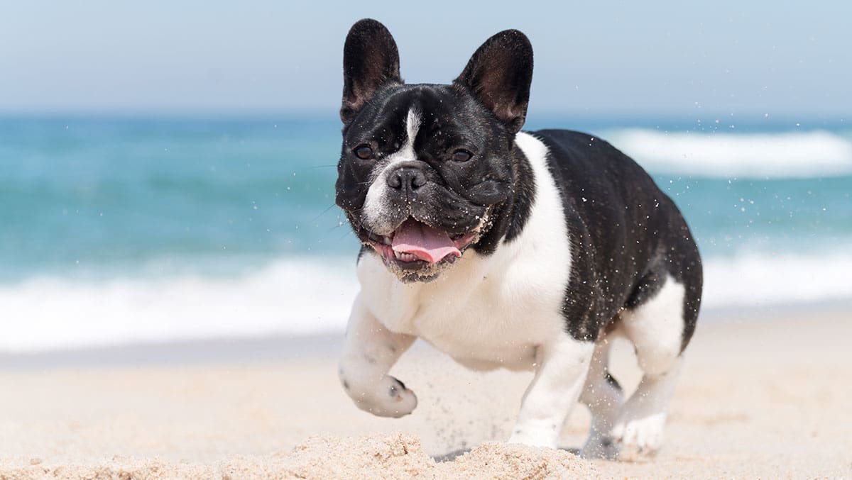 French bulldog running on the beach