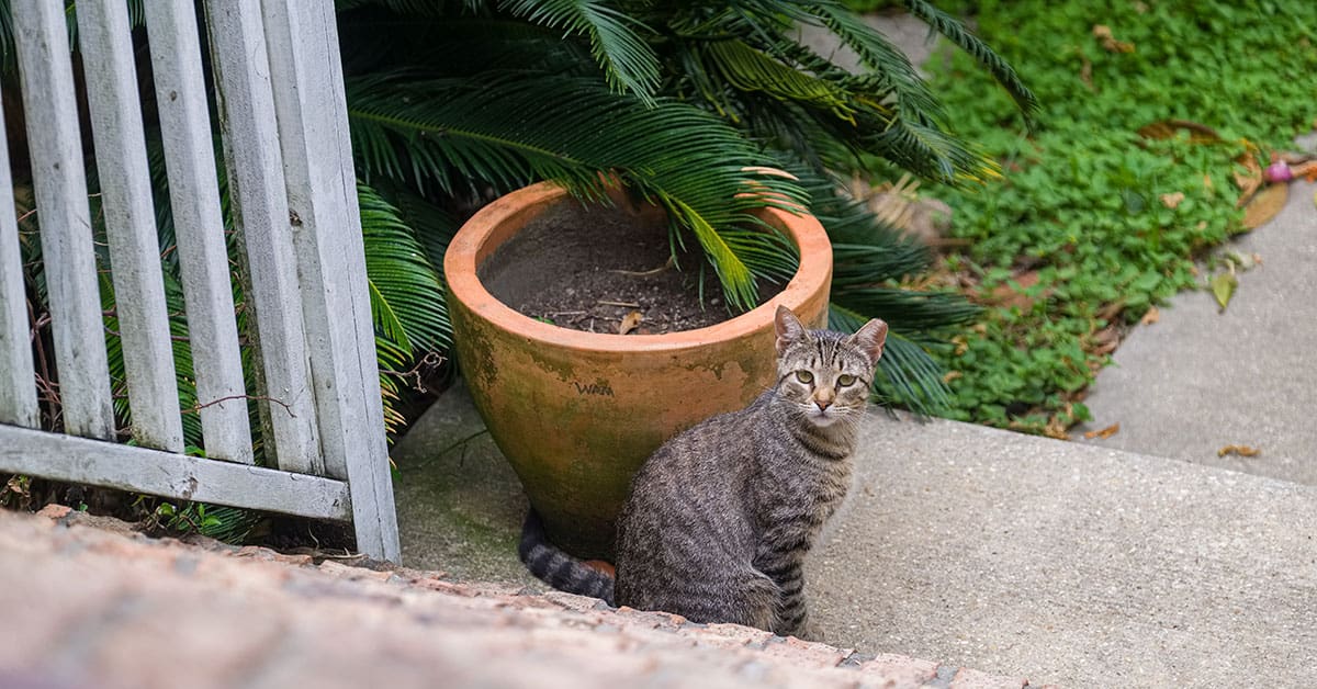 tabby cat at the base of the steps next to a sago palm