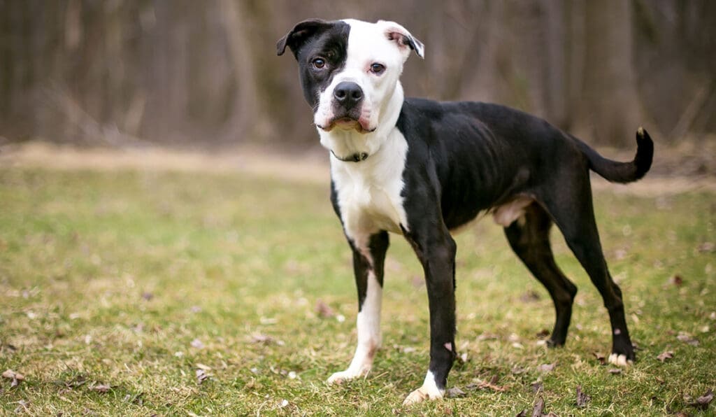 skinny black and white dog staring at the camera