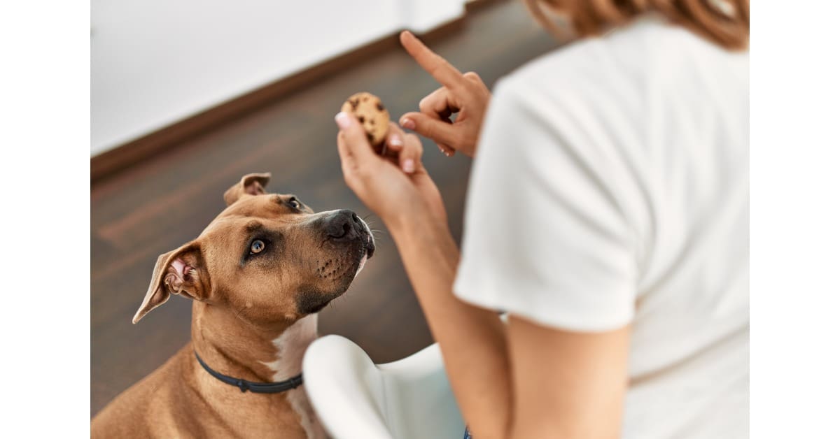 female owner scolding dog for trying to eat chocolate chip cookie