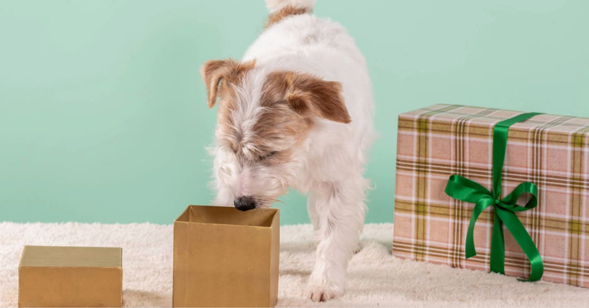 dog sniffing through a cardboard box
