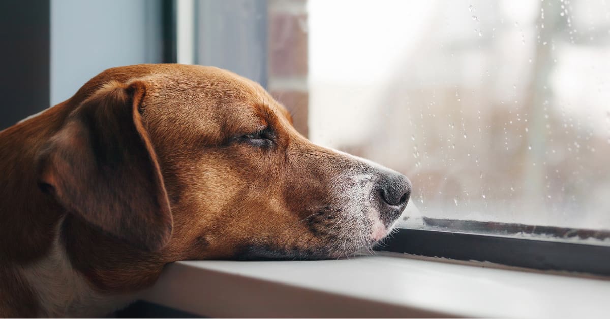lethargic dog looking out the window while resting his head on the window sill