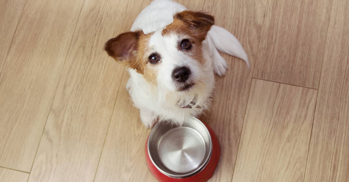 jack russell terrier dog sitting next to empty food bowl waiting to be fed