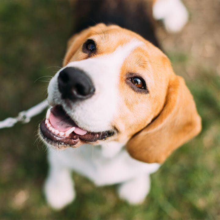 Beagle Looking Up At Owner Beagle Looking Up At Owner On Leash