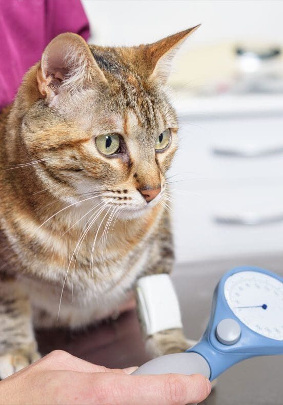 Cat Blood Pressure Cat Getting Blood Pressure Check
