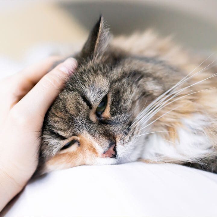 Cat Getting Pet Cat Lying Down Getting Pet
