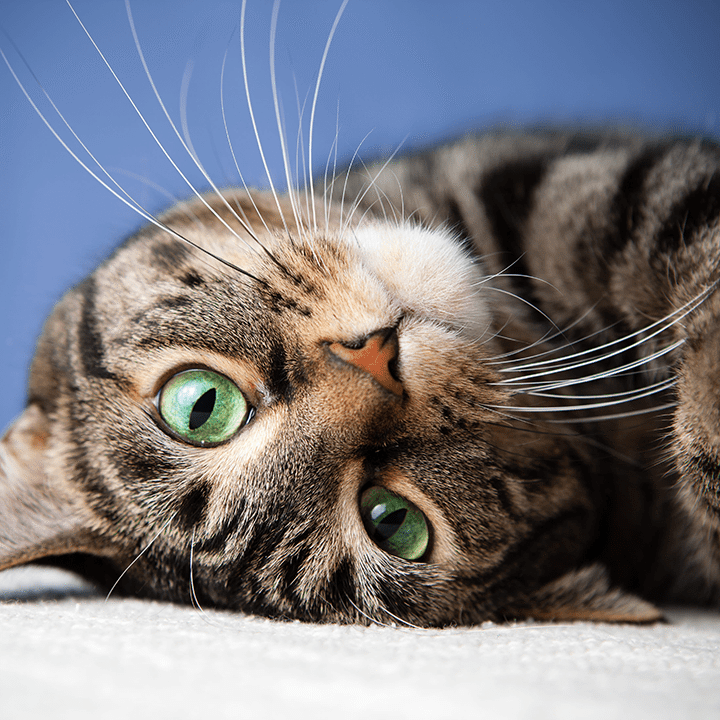 Cat Green Eyes Roll