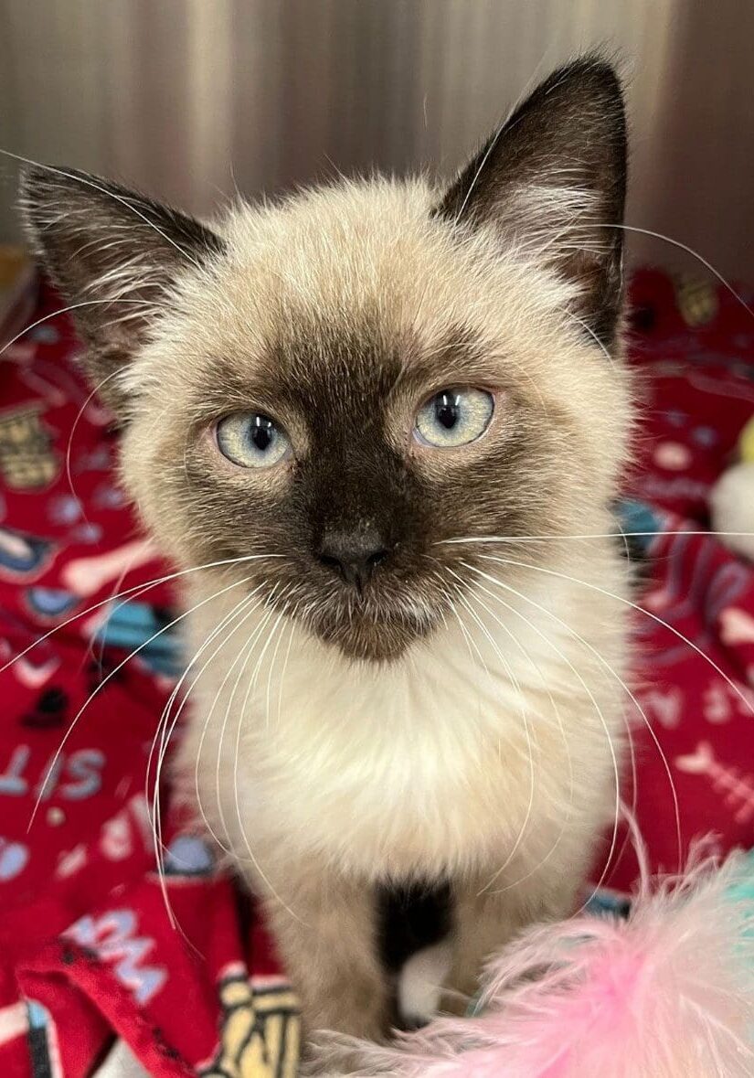 Fluffy Cat On Red Blanket