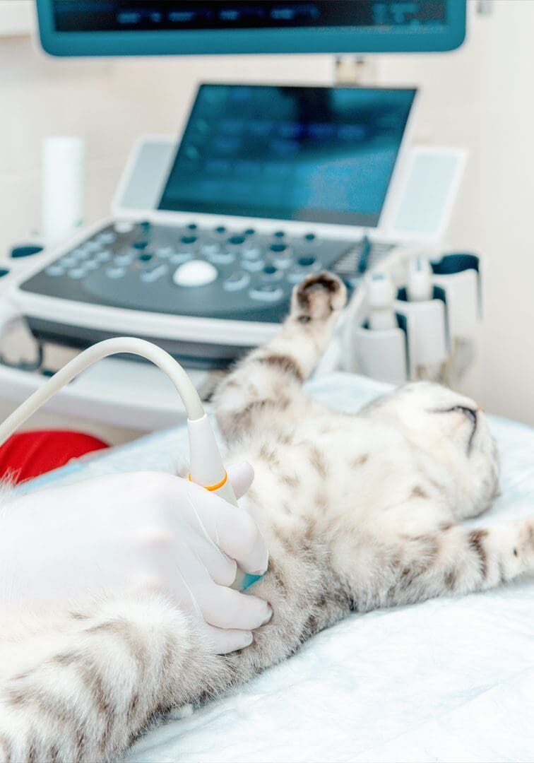 Cat Ultrasound Cat On Table Getting Ultrasound